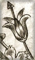 Dessin noir et blanc montrant une tulipe stylisée.