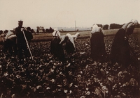 Photographie noir et blanc montrant des femmes courbées au travail des champs.