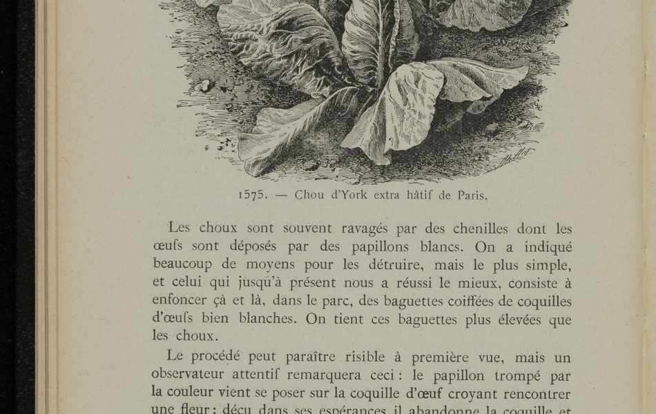 Texte imprimée sur lequel on lit : "La plantation doit se faire de préférence en sillons et en rigoles. Les choux sont souvent ravagés par des chenilles dont les œufs sont déposés par des papillons blancs. On a indiqué beaucoup de moyens pour els détruire, mais le plus simple, et celui qui jusqu'à présent nous a réussi le mieux, consiste à enfoncer çà et là, dans le parc, des baguettes coiffées de coquilles d'œufs bien blanches. On tient ces baguettes plus élevées ue les choux. Le procédé peut paraître risible à première vue, mais un observateur attentif remarquera ceci : le papillon trompé par la couleur vient se poser sur la coquille d'œuf croyant rencontrer une fleur ; déçu dan ses espérances il abandonne la coquille et va voir celle à côté. Il voltige ainsi de l'une à l'autre, et en fin de compte, énervé et furieux, il quitte le jardin, et ca se reposer sur les choux du voisin". 