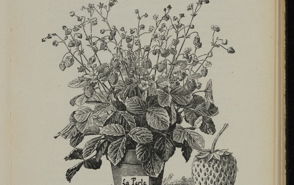 Texte imprimé sur lequel on lit : "Fraisiers. Dans les petits jardins les fraisiers sont plantés en bordure, et en planches dans ceux plus grands. Comme ce sont des plantes qui devront occuper le sol pendant plusieurs années, il faudra auparavant bêcher profondément et fumer copieusement. Planter à la fin du mois de juillet, en réunissant deux pieds, en lignes, à une distance de 40 à 50 centimètres entre les rangs".