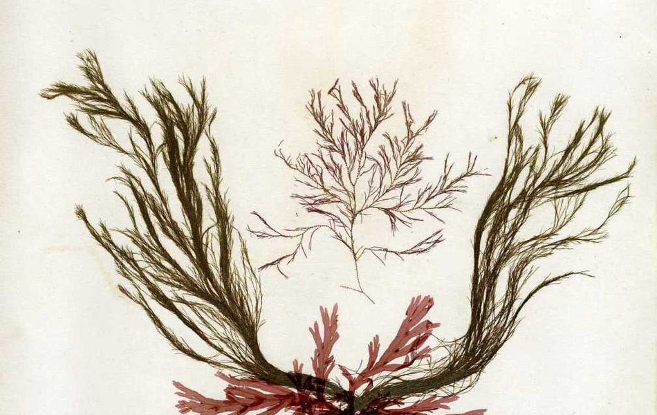 Page tirée d'un herbier sur laquelle est collée des plantes vertes, rouges et marron