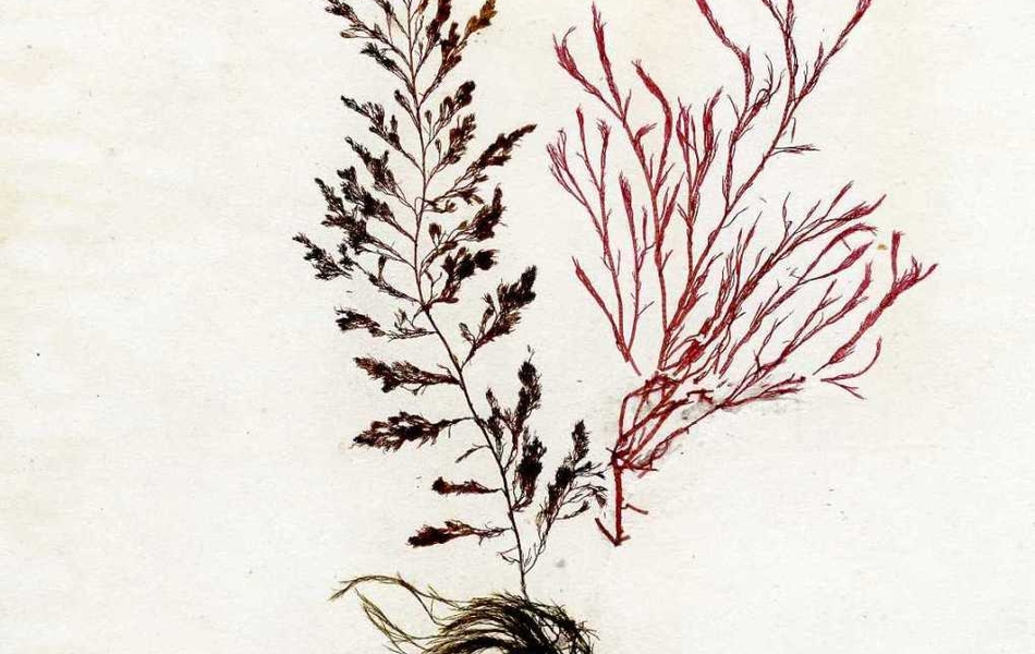 Page tirée d'un herbier sur laquelle est collée une plante rouge et marron