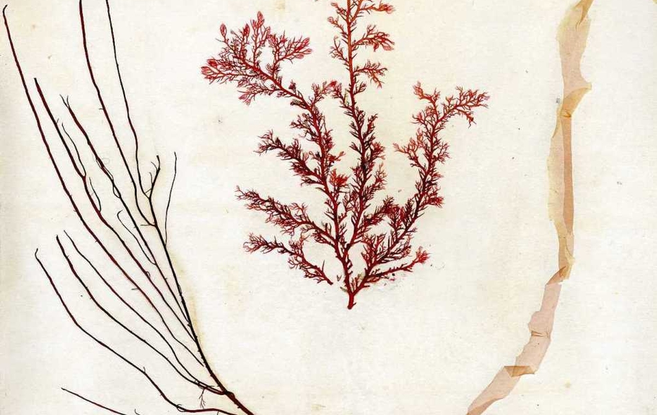 Page tirée d'un herbier sur laquelle est collée une plante rouge et marron